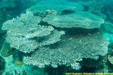 table corals